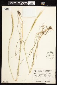 Elymus trachycaulus image