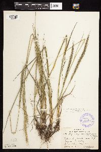 Elymus trachycaulus image