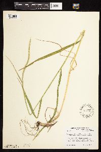 Elymus trachycaulus image