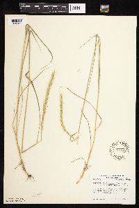Elymus trachycaulus image
