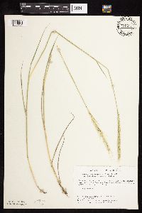 thumbnail image of current specimen