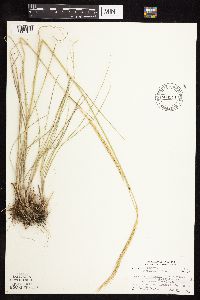 Elymus trachycaulus subsp. subsecundus image
