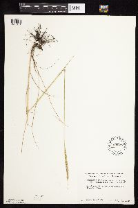 Elymus trachycaulus subsp. subsecundus image