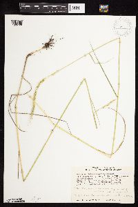 Elymus trachycaulus image