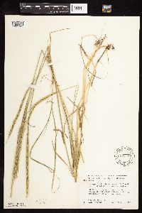 Elymus trachycaulus subsp. subsecundus image