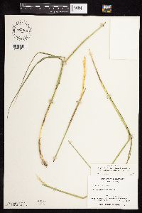 Elymus trachycaulus subsp. subsecundus image