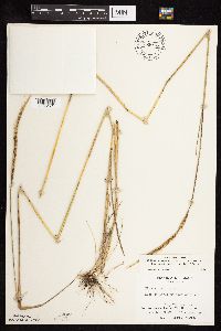 Elymus trachycaulus image