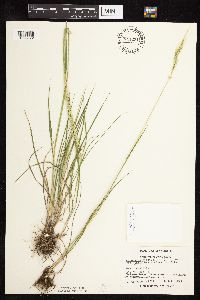 Elymus trachycaulus subsp. subsecundus image