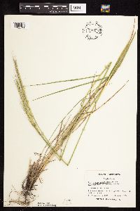 Elymus trachycaulus subsp. subsecundus image