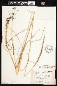 Elymus trachycaulus image