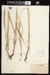 Elymus trachycaulus image