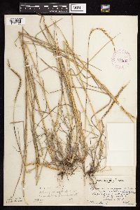 Elymus trachycaulus subsp. subsecundus image