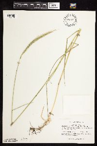 Elymus trachycaulus subsp. subsecundus image