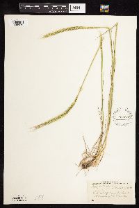Elymus trachycaulus image