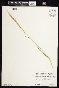 Elymus trachycaulus subsp. subsecundus image