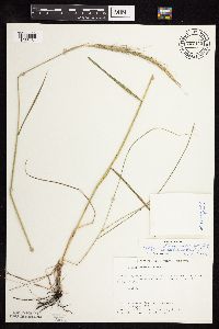Elymus trachycaulus image
