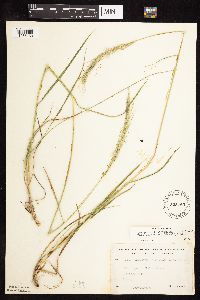 Elymus trachycaulus image