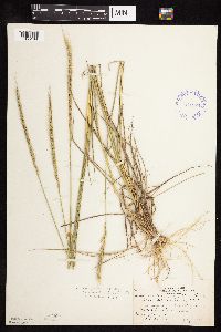 Elymus trachycaulus image