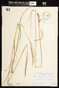 Elymus trachycaulus image