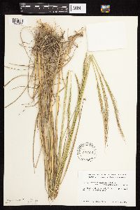 Elymus trachycaulus subsp. subsecundus image