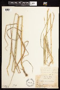Elymus trachycaulus subsp. subsecundus image