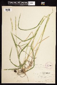 Elymus trachycaulus subsp. subsecundus image