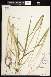 Elymus trachycaulus image