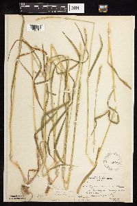 Elymus trachycaulus subsp. subsecundus image