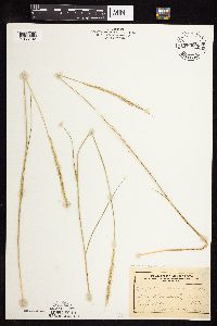 Elymus trachycaulus image