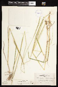 Elymus trachycaulus subsp. subsecundus image
