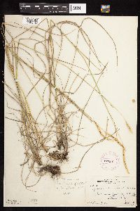 Elymus trachycaulus image