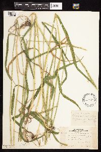 Elymus trachycaulus subsp. subsecundus image