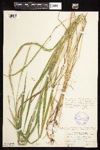 Elymus trachycaulus subsp. subsecundus image