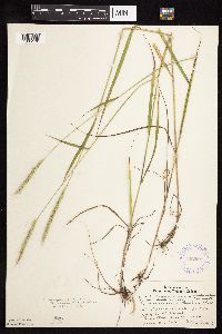 Elymus trachycaulus image