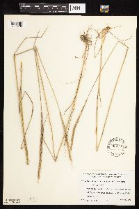 Elymus trachycaulus image