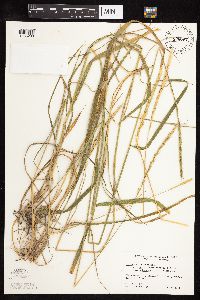 Elymus trachycaulus subsp. subsecundus image