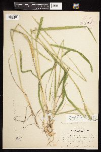 Elymus trachycaulus subsp. subsecundus image