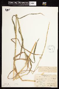 Elymus trachycaulus image