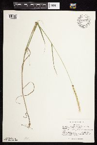 Elymus trachycaulus subsp. subsecundus image