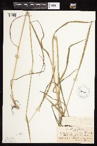 Elymus trachycaulus image