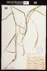 Elymus trachycaulus subsp. subsecundus image