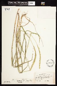 Elymus trachycaulus image