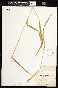 Elymus trachycaulus image