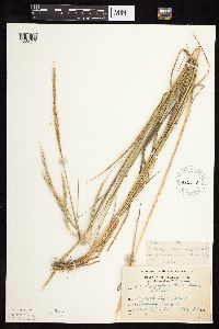 Elymus trachycaulus image