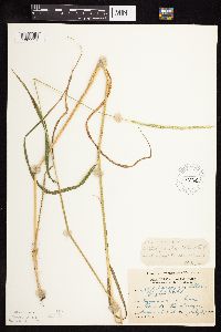 Elymus trachycaulus image