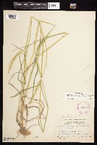 Elymus trachycaulus subsp. subsecundus image