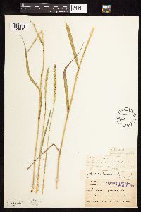 Elymus trachycaulus image