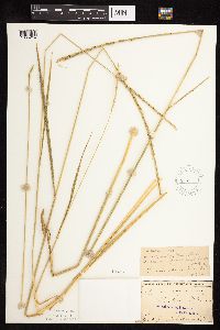 Elymus trachycaulus subsp. subsecundus image