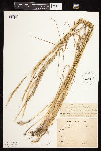Elymus trachycaulus subsp. subsecundus image