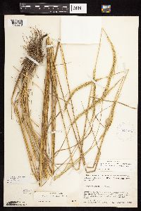 Elymus trachycaulus image